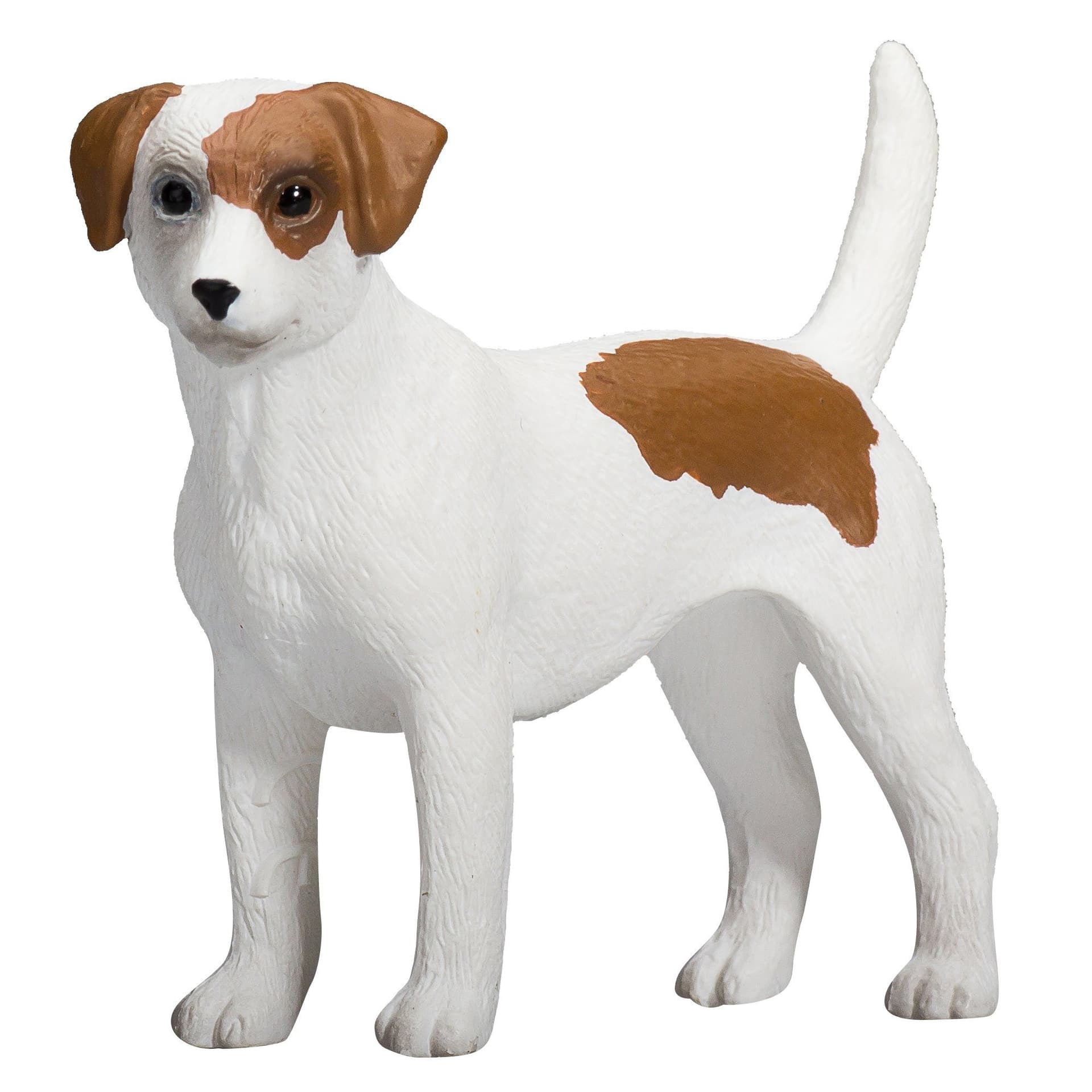 Jack Russell Terrier