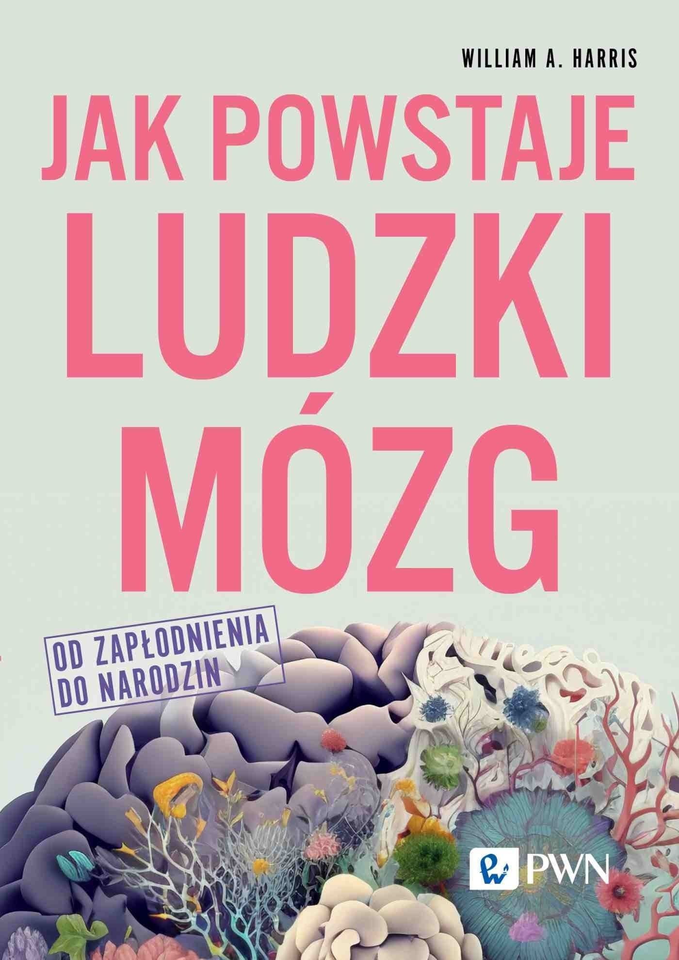 Jak powstaje ludzki mózg - Od zapłodnienia do narodzin