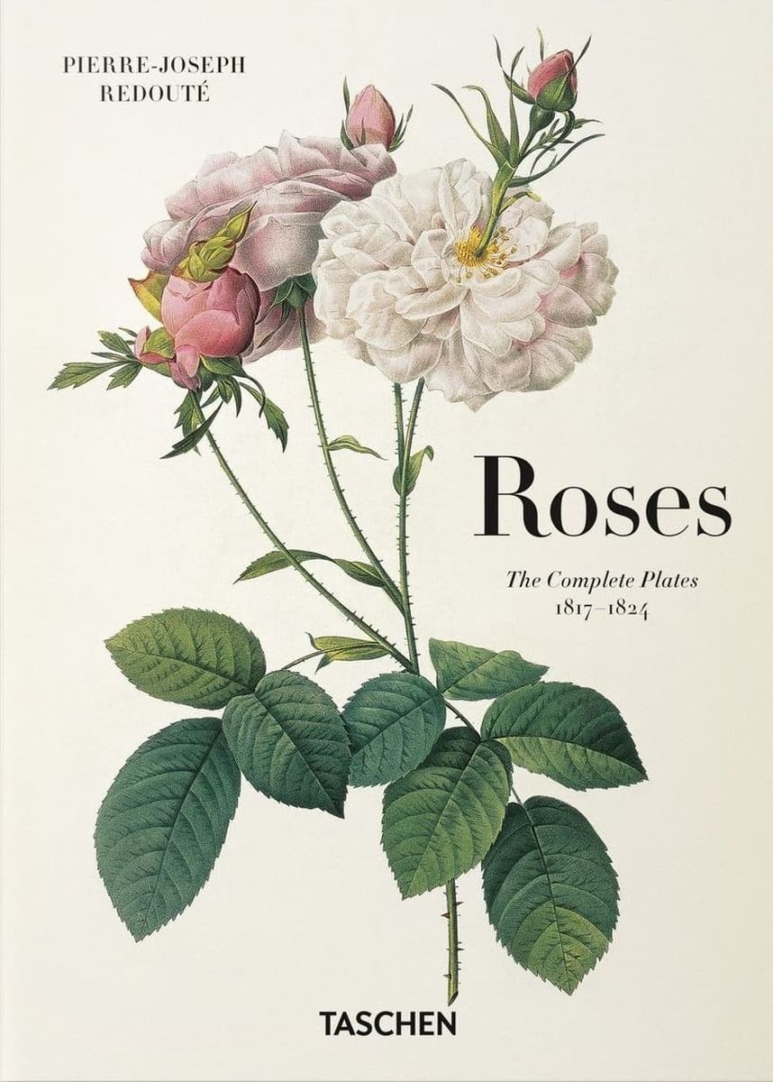 Redoute Roses wer. angielska