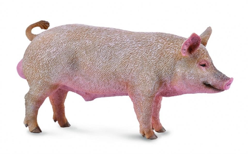 Figurka Collecta Knur - Realistyczny model zwierzęcia