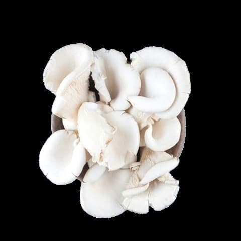 Boczniak w tackce 250g