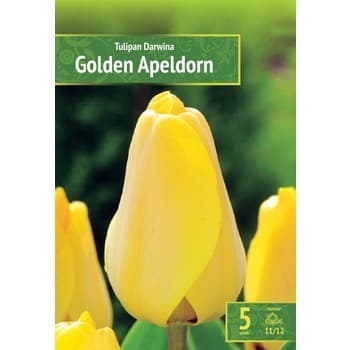 Kapers Tulip - Tulipan Golden Apeldorn 11/12 5 Szt.