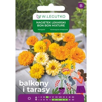 Nagietek lekarski/Calendula officinalis/Bon Bon Mixture/mieszanka Legutko