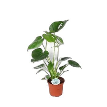 MONSTERA DONICZKA 14CM 1SZT