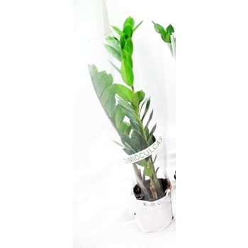 ZAMIOCULAS DONICZKA ŚREDNICA 12 CM 1 SZT
