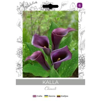 Kalla/Zantedeschia/Chianti/fioletowe/(12/+)Legutko
