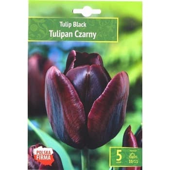 Kapers Tulip - Tulipan Black 10/11 5 Szt.