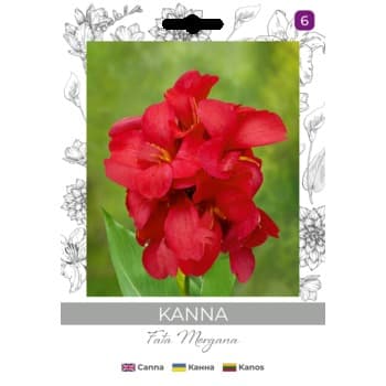 Kanna/Canna x generalis/Fata Morgana/różowe/(I) Legutko