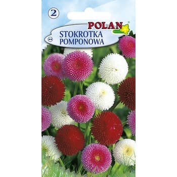 Stokrotka Pomponette Ozdobna Polan
