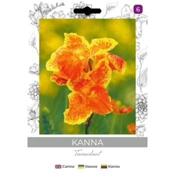 Kanna/Canna x generalis/Taroudant/czerwone/(I) Legutko