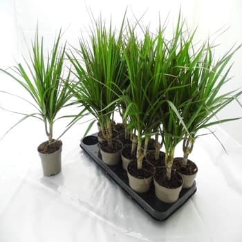 DRACENA MARGINATA DONICZKA ŚREDNICA 11 CM 1 SZT