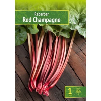 Rabarbar Red Champagne Wybór "I" 1 Szt.