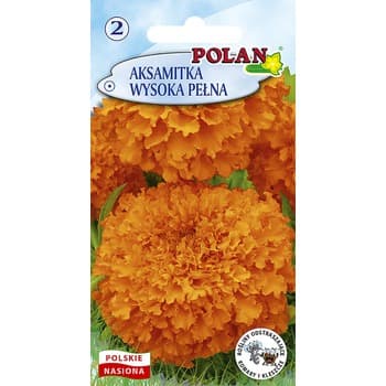 Aksamitka wysoka pełna Polan