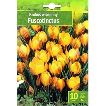 Kapers Crocus - Krokus Fuscotinctus 5/7 10 Szt.