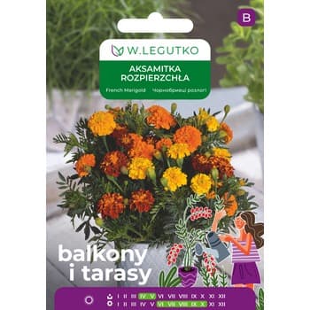 Aksamitka rozpierzchła/Tagetes patula nana/mieszanka Legutko