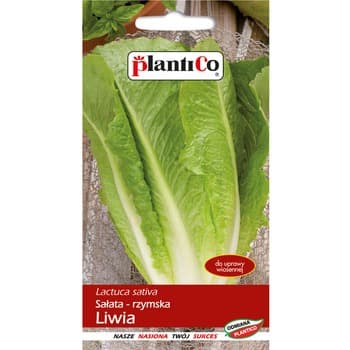 Sałata Liwia PlantiCo
