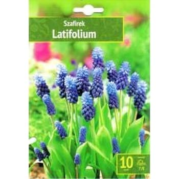 Kapers Muscari - Szafirek Latifolium 7/8 10 Szt.