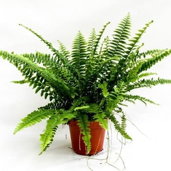 PAPROĆ DONICZKOWA ŚREDNICA 12 CM 1 SZT