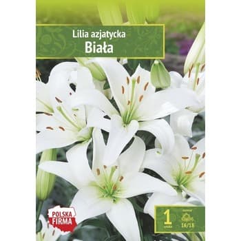 Kapers Lilium Azjatic White - Lilia Azjatycka Biała 16/18 1 Szt.