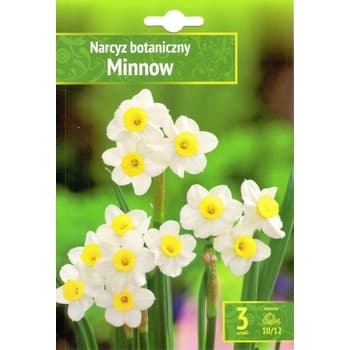 Kapers Narcissus - Narcyz Minnow 10/12 3 Szt.