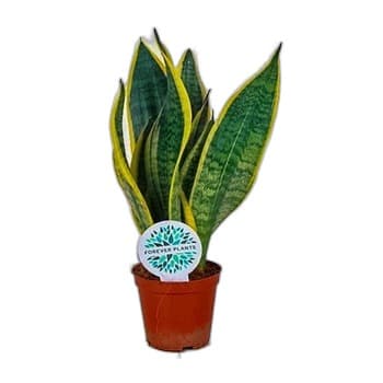 SANSEVIERIA 1 SZT