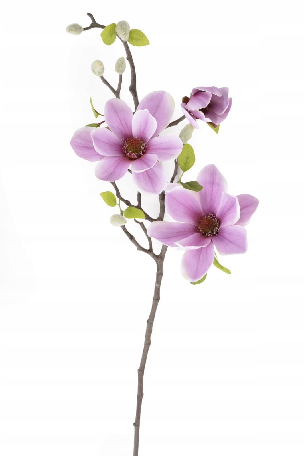 Magnolia 72cm