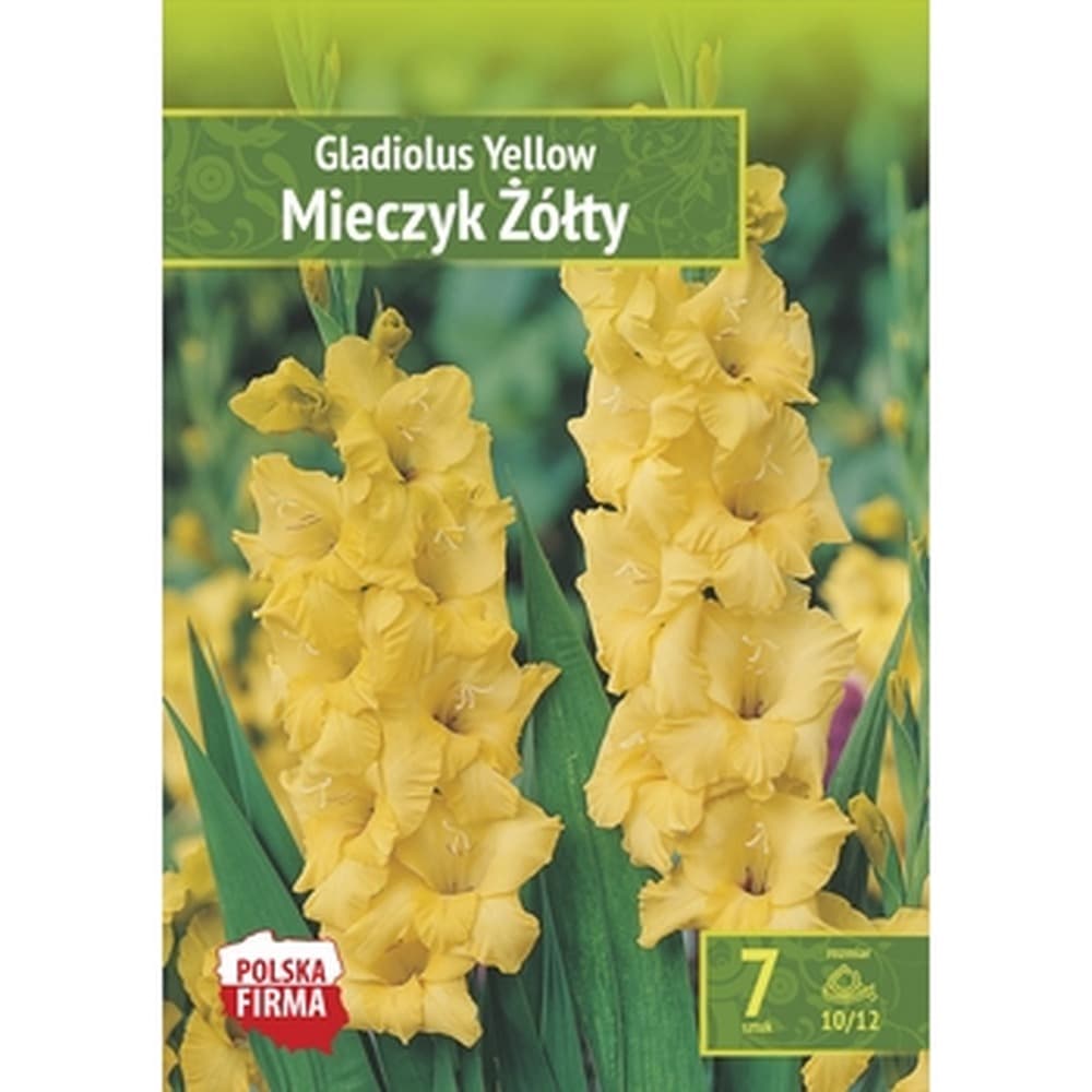 Mieczyk Benex cebule 7 szt. żółty 100 cm