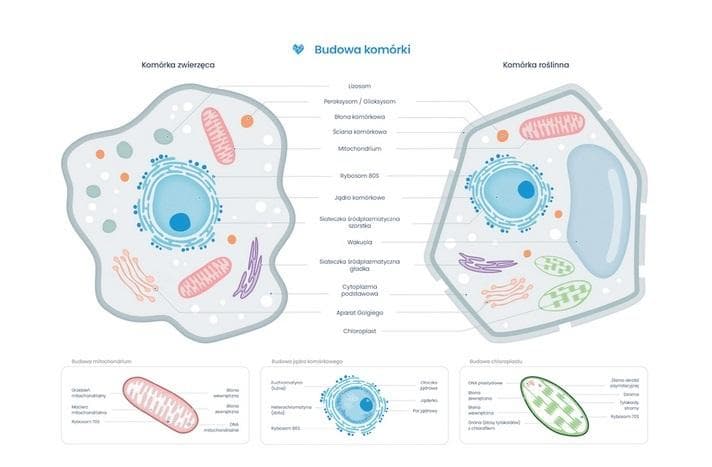 Plakat budowa komórki zwierzęcej i roślinnej Biomedica A2 54x652 mm