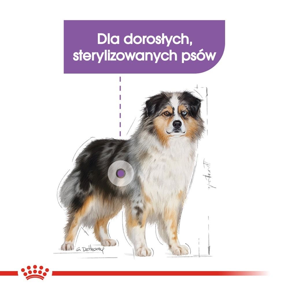 Royal Canin CCN Medium Sterilised - sucha karma dla psów dorosłych - 3 kg