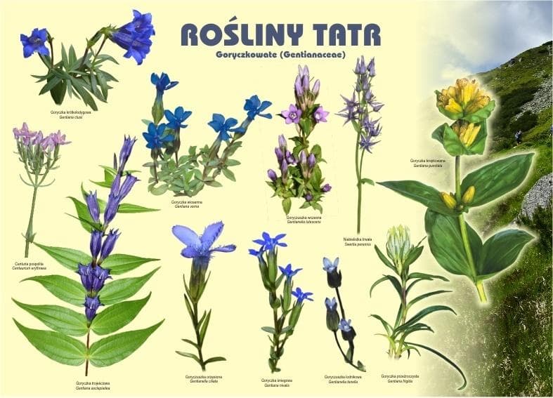 Tablica edukacyjna Rośliny Tatr Goryczkowate 100x72 cm