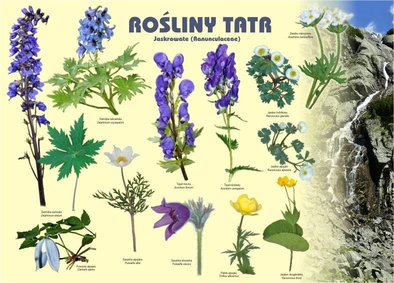 Tablica edukacyjna Rośliny Tatr. Jaskrowate 100 x 72 cm